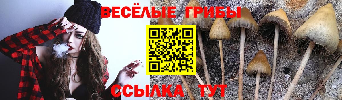 Псилоцибиновые грибы Cubensis Назарово